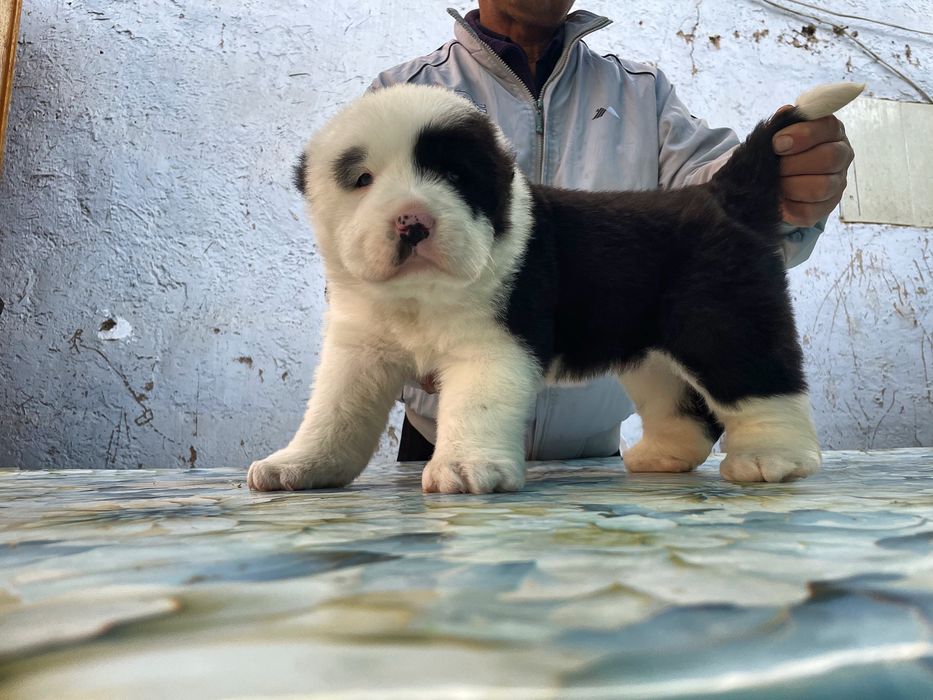 Щенок алабая ( супер Гигант )