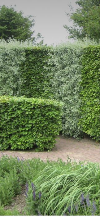 Gard viu din plante Leilandy/smarald/tuia