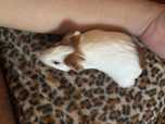 Porcusori Guineea
