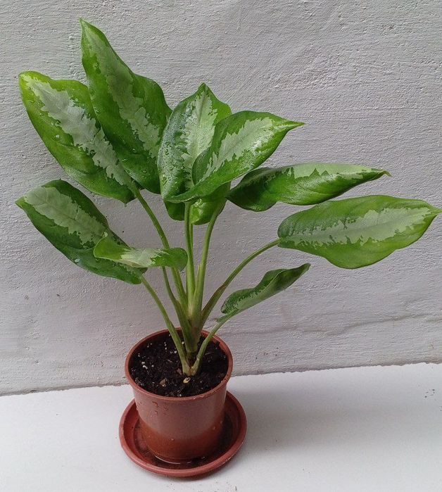 Аглаонема Паттая Бьюти. Экзотические цветы для дома и офиса.