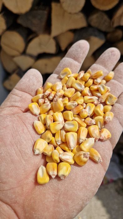 gratuit porumb cu 1.25 kg va servim la domiciliu daca cumparati 4