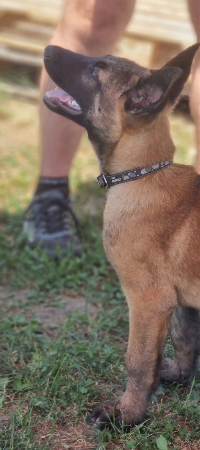 Mascul rasa malinois.