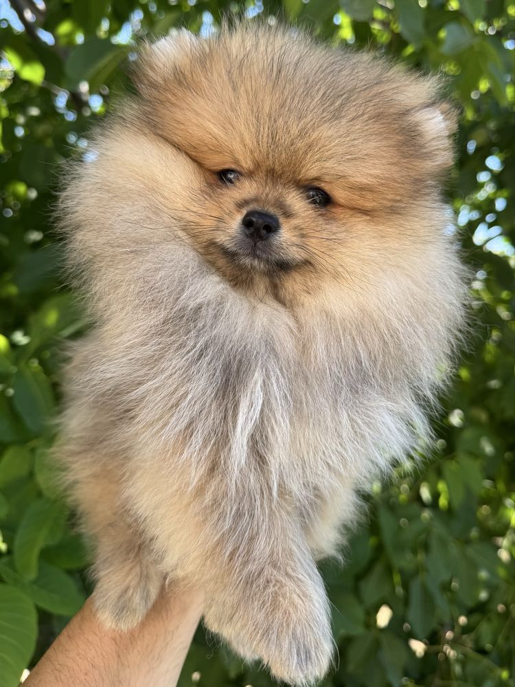 Pomeran Bear face
