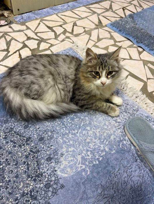 Zotdor Turk angorasi 
7 oylik ogil Bola
Ogir bosiq
Latok