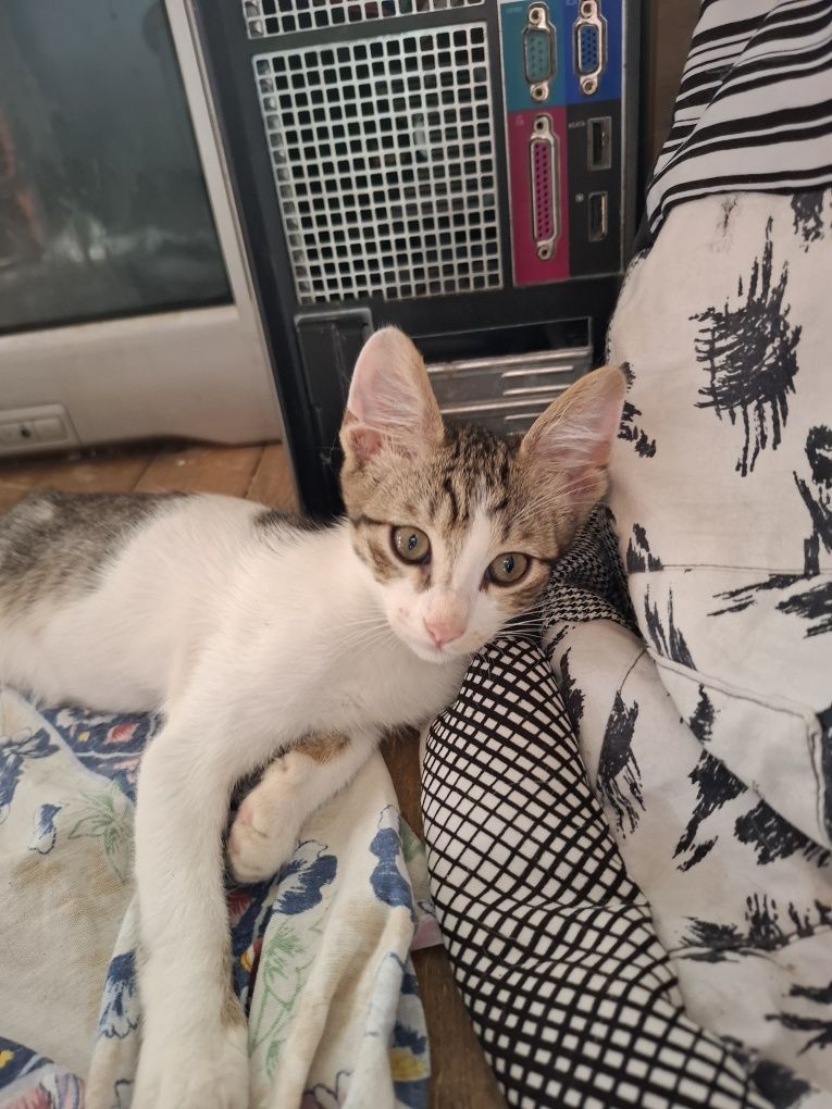Подарявам 3 месечно мъжко коте