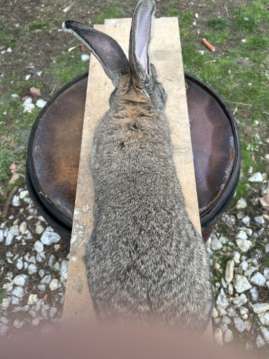 Iepuri  Urias german de vanare