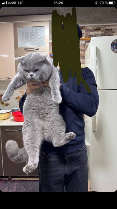 Продаются котята, Смесь персидкой и британской породы