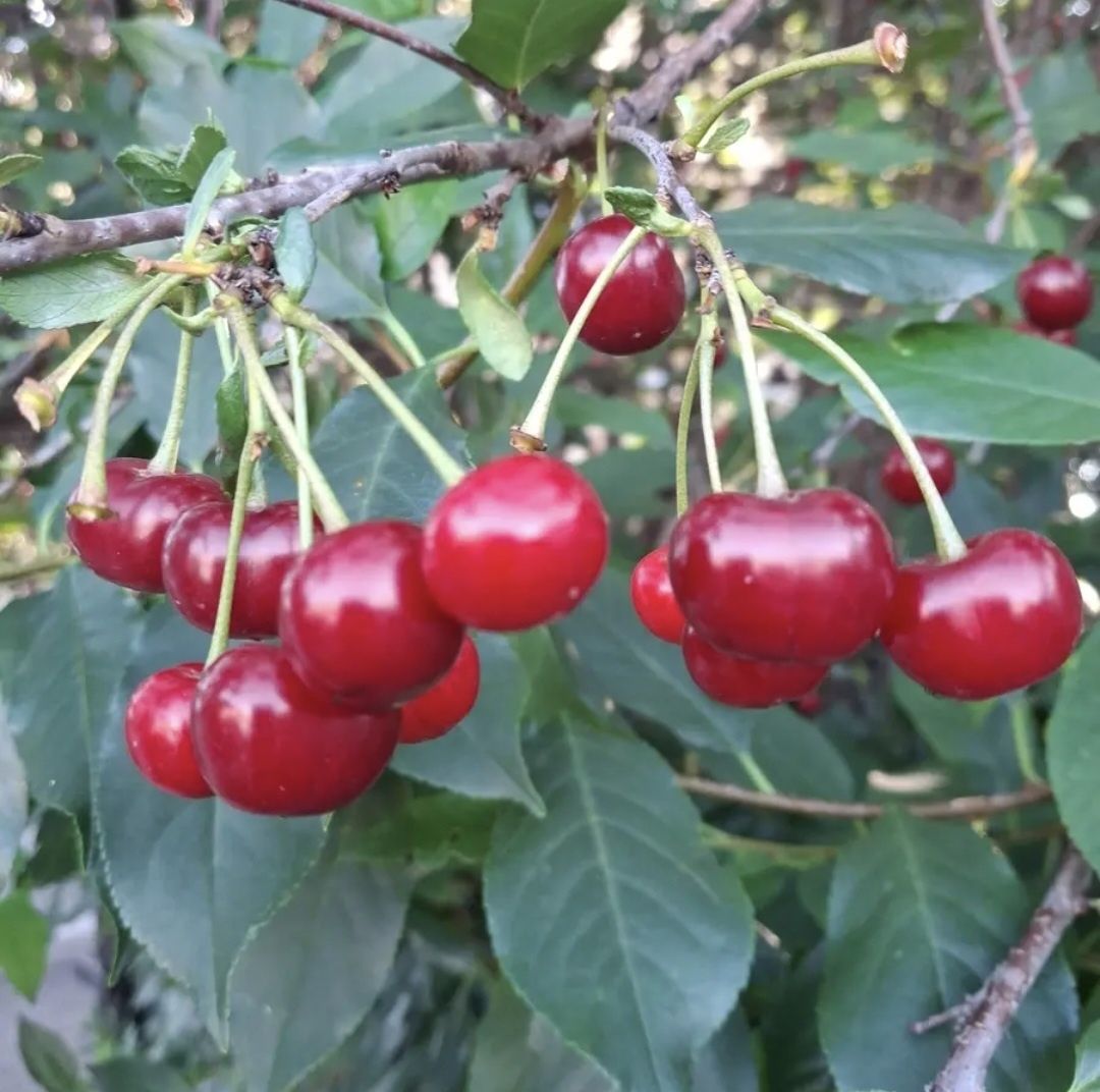 Продам домашнюю вишню