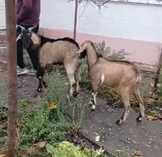 Caprita anglonubian de 8 luni montata