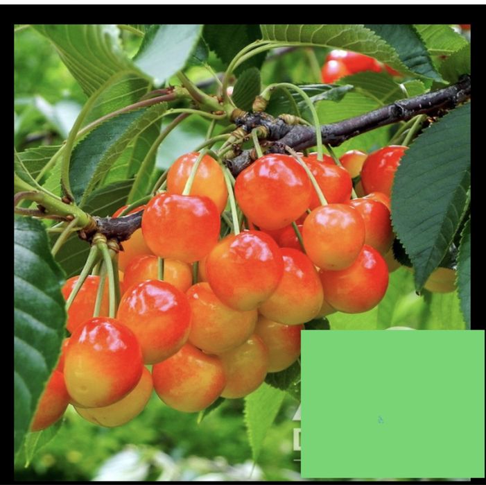 Cireș amar soiul Galata