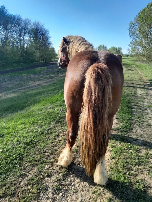 Vând armăsar de 3 ani