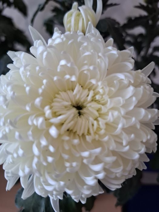 Хризантема крупноцветковая