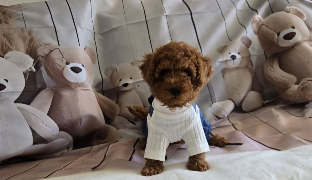 Пудел той / Мини Poodle toy с родословие