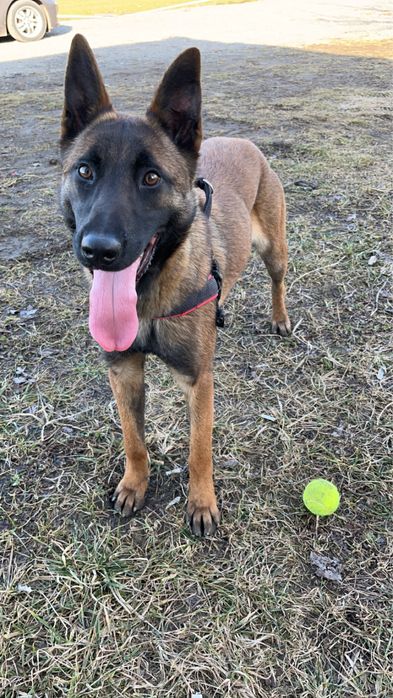 Vand Malinois Belgian
