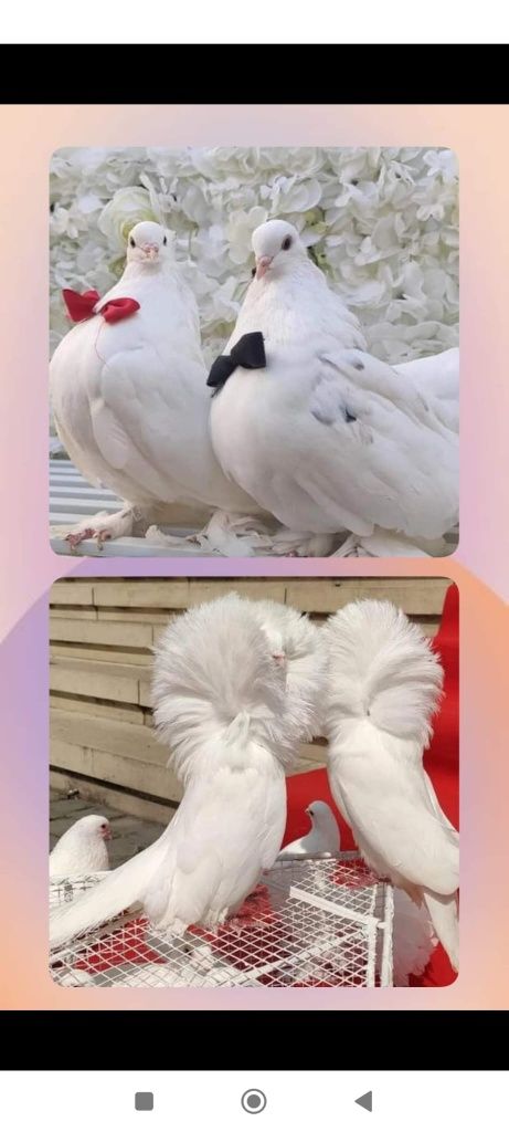 Porumbei albi pentru nunti și aranjament cristelniță