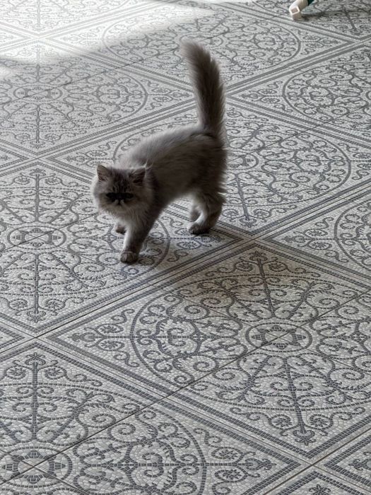 Продается породистый котенок