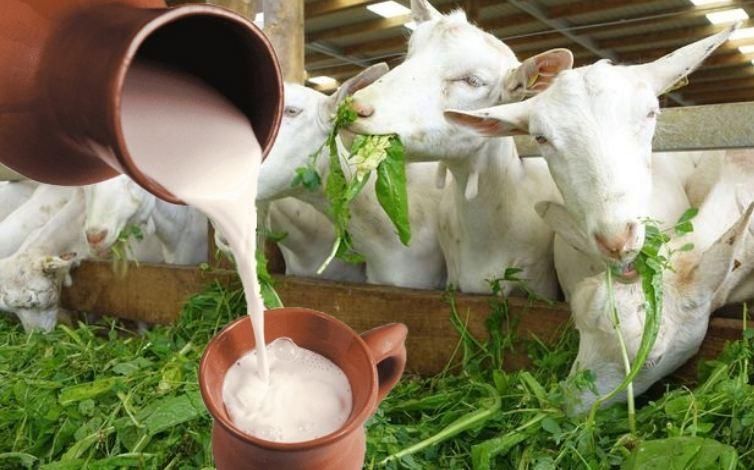 Lapte de capra proaspat