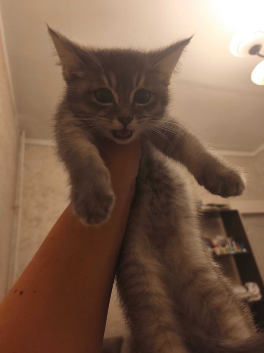 Отдам даром скоттиш страйт девочка 3 месяца