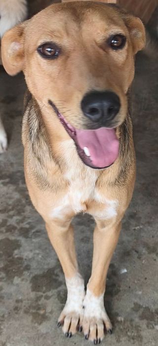 Fetița pentru adoptie