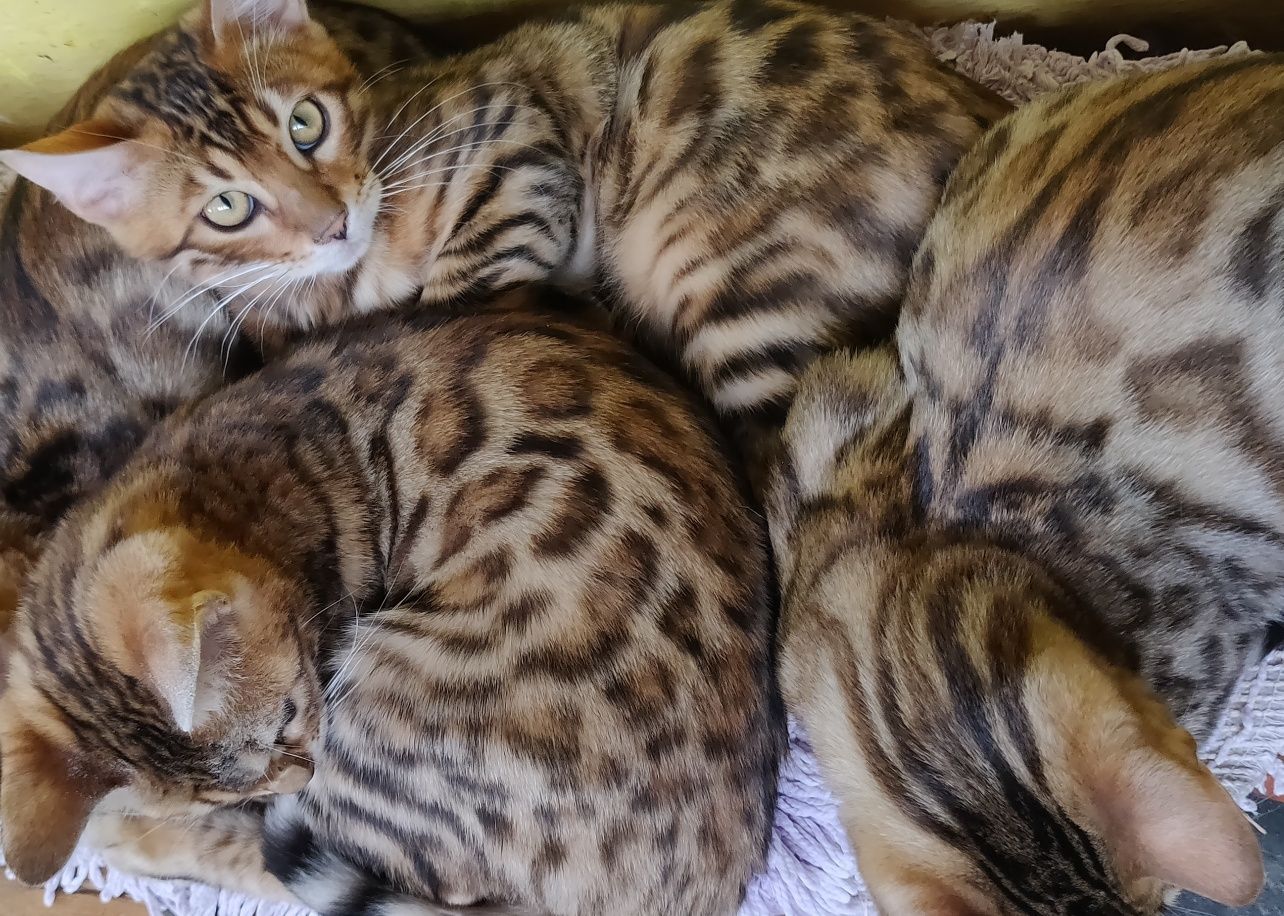 Vând pui bengal rasa pura