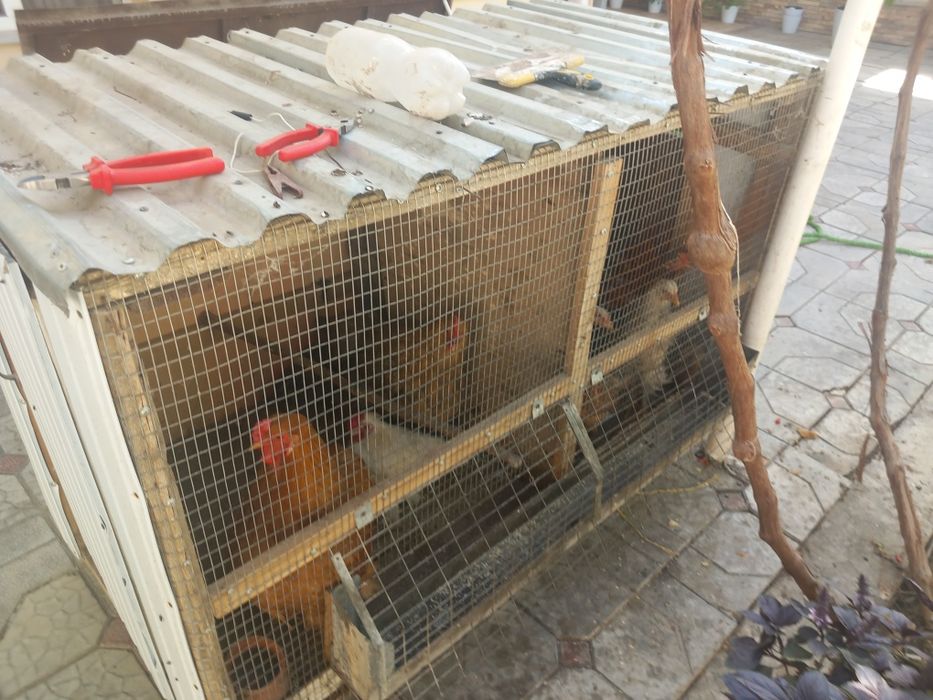 Tuvuqlar sotiladi kataki bilan birga