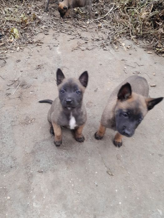 Белгийска овчарка