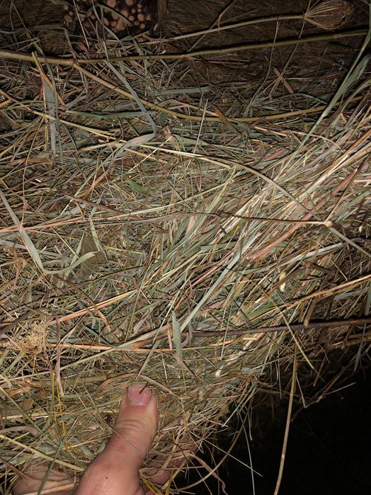 Baloți rotunzi otavă