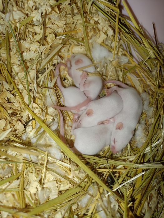 Белые Мышки малыши бронь