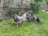 Familie plymouth rock barat 1+8