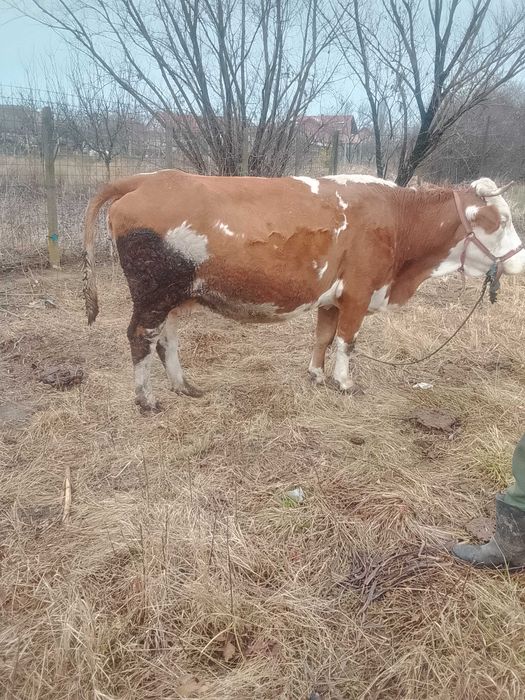 Vaca de vazare gestana