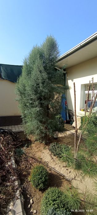 Арча дарахтлари сотилади