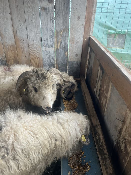 Vand oii si un berberc