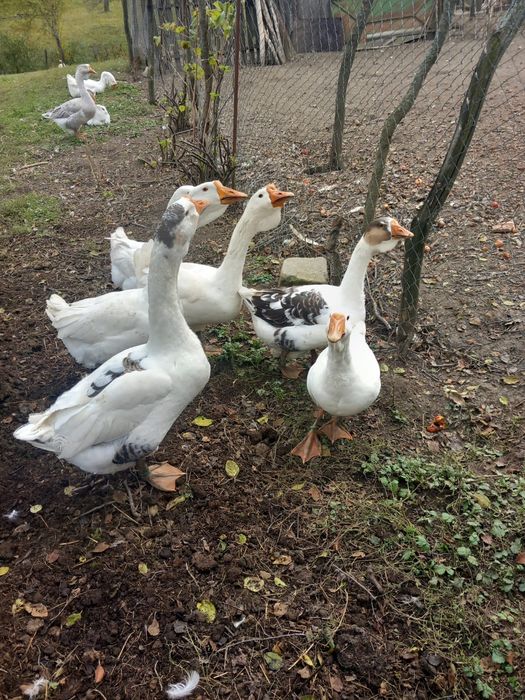 Gâște holmolgor de vânzare