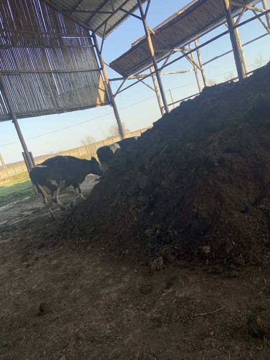 Mranita bio pentru legume, plante, pomi fructiferi( balegar vaca)