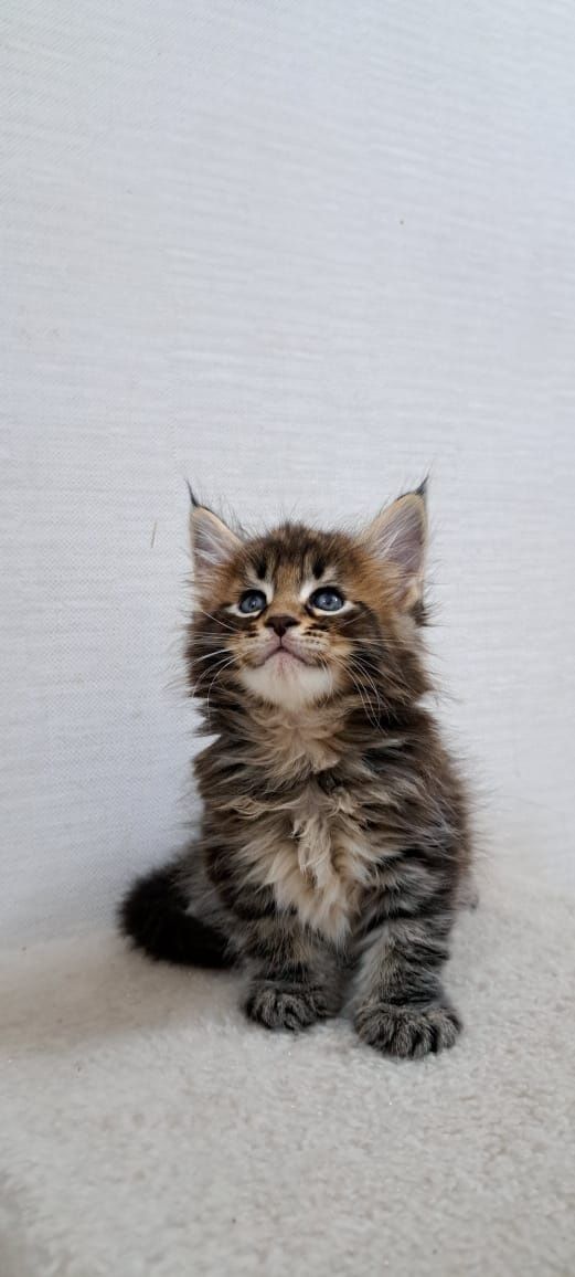 Готовы к переезду котята Мейн куна