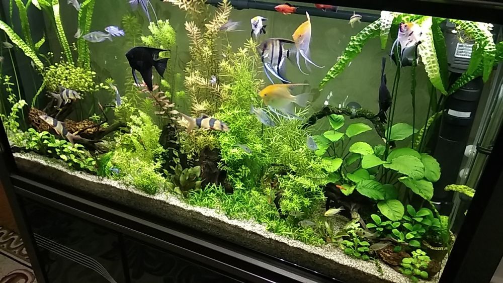 Аквариум от фирмы "SUNSUN" сенсорный экраном