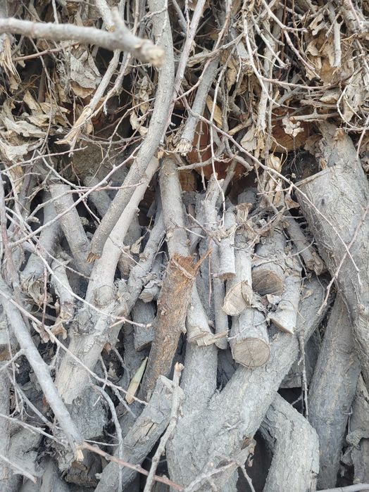 Драва otin bor orik daraxki gilosyam kesib ob ketsa boladi