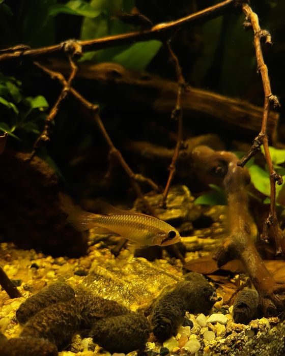 Mentenanță/ Startare/ Tratament Acvarii apa dulce