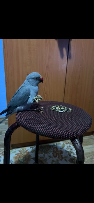 Vand femela micul alexander blândă