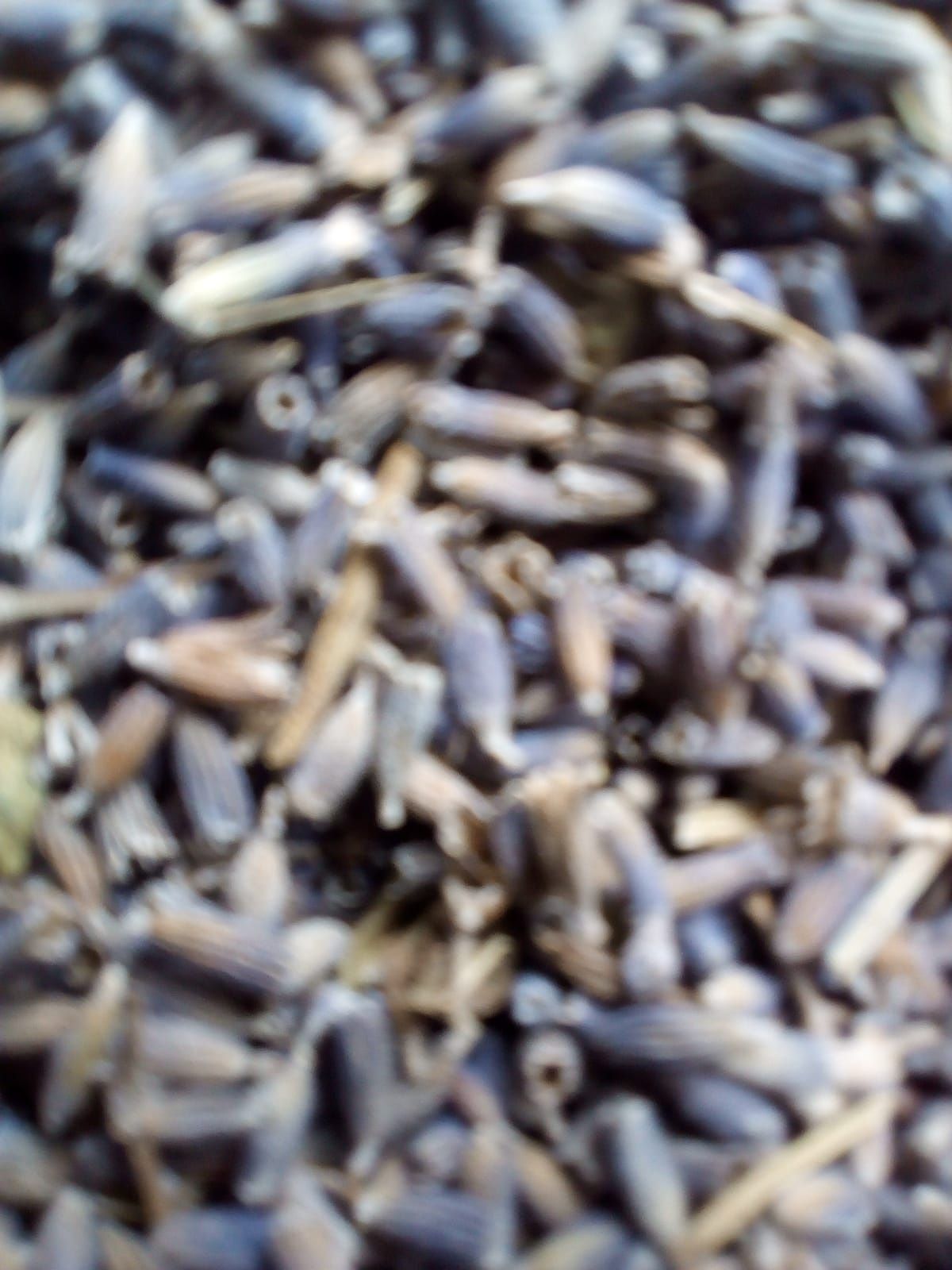 Floare lavanda BIO 2024 !! super preturi
