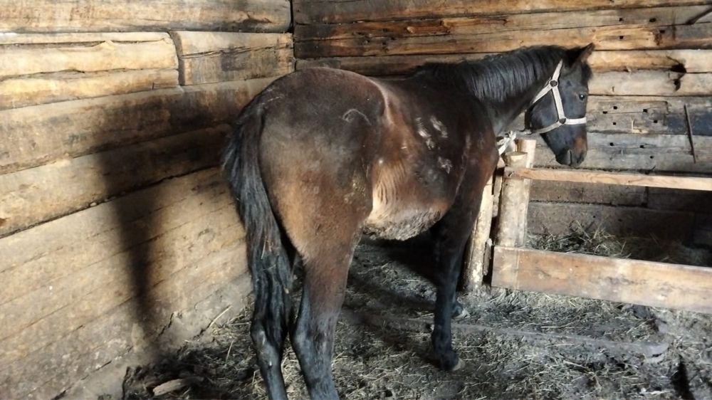 Тай сатылады (стригун) Семей каласы