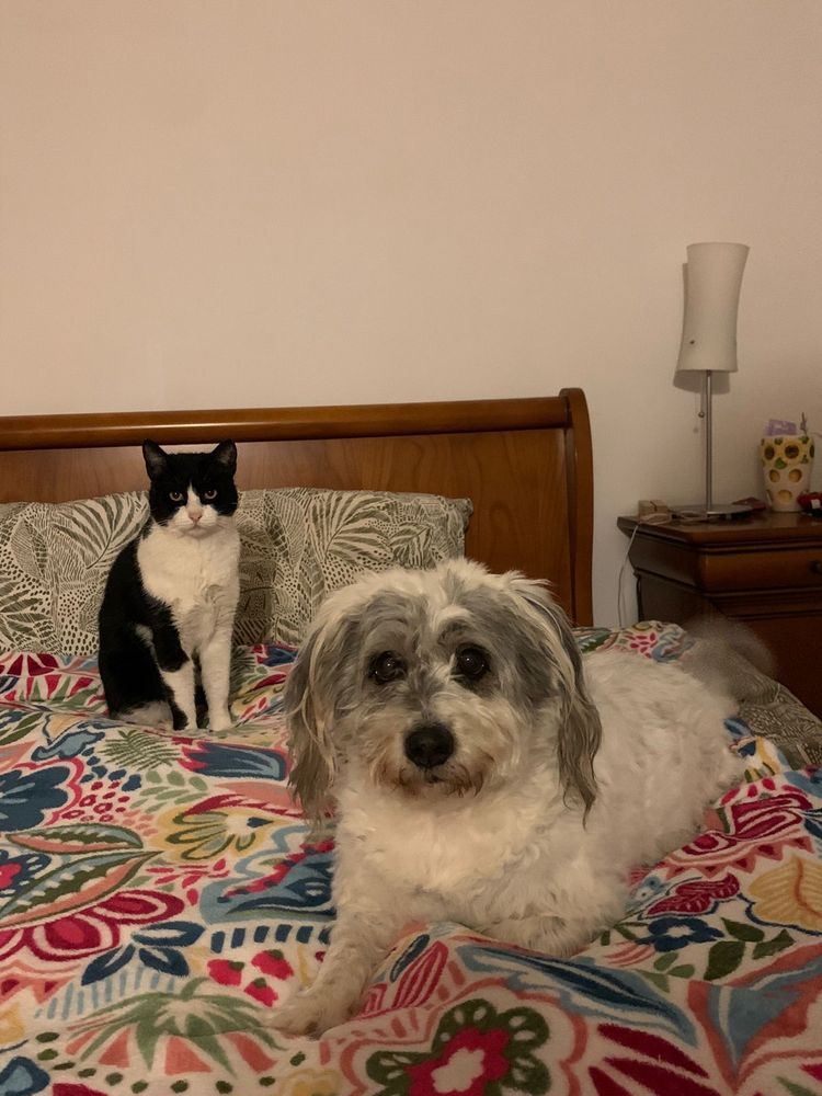Pet sitter/ Cazare animale