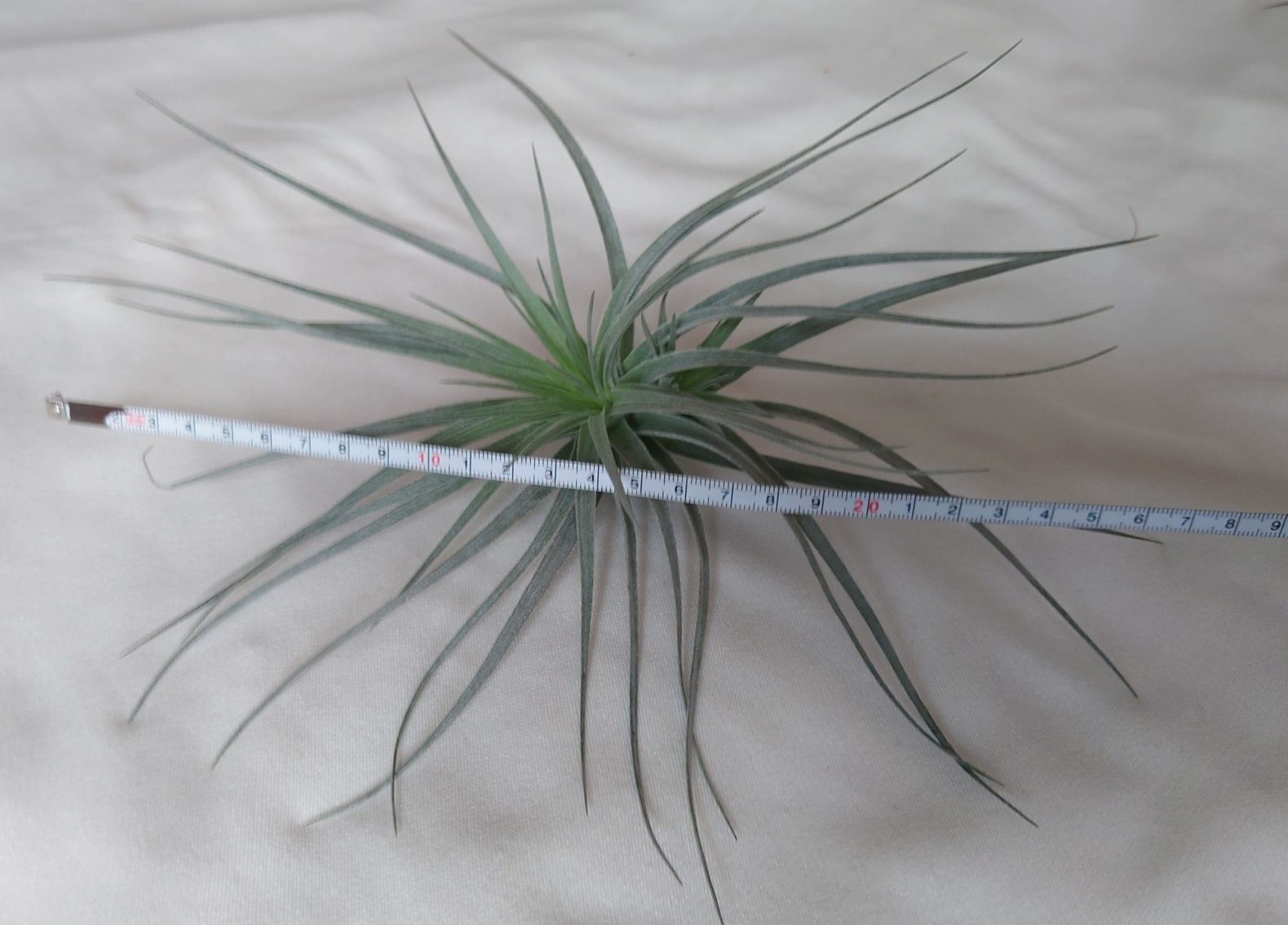 Tillandsia mărime XL curly slim, super silver, ionantha, caput medusae