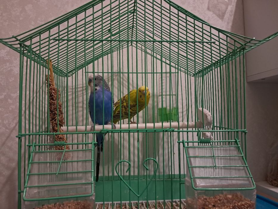 Попугаи волнистые пара