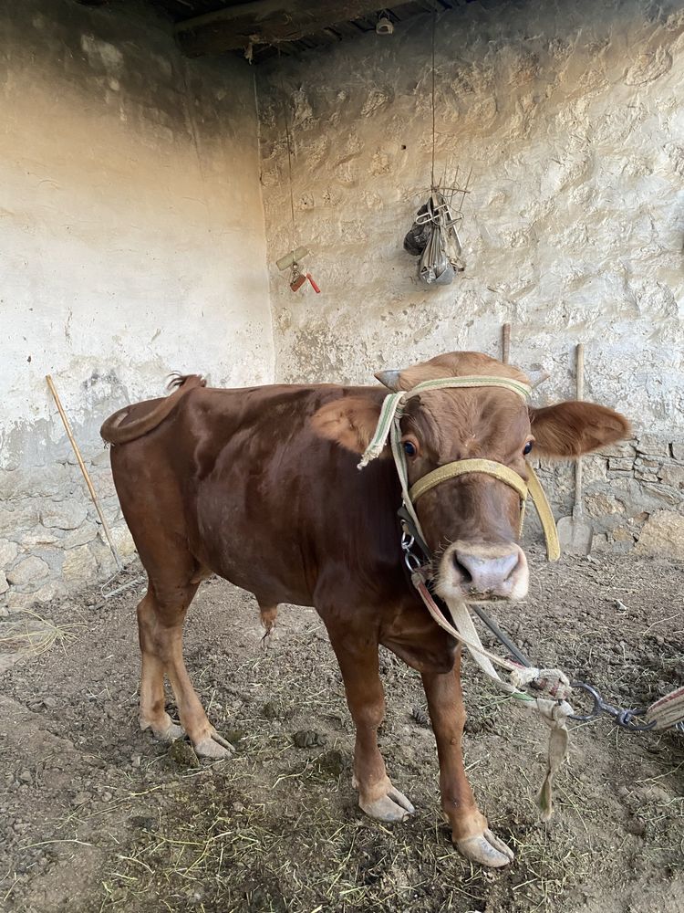 Buqacha sotiladi