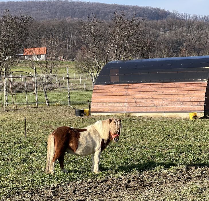 Ponei armasar 75-80 cm la greaban