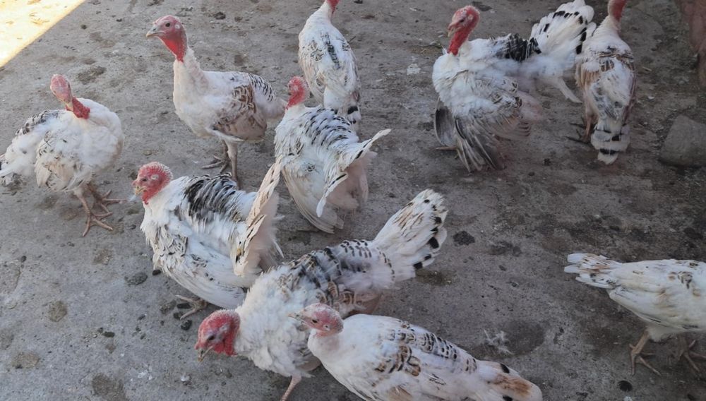 Pui găină brahma,curcani,rate mute,rate de casa , gâste