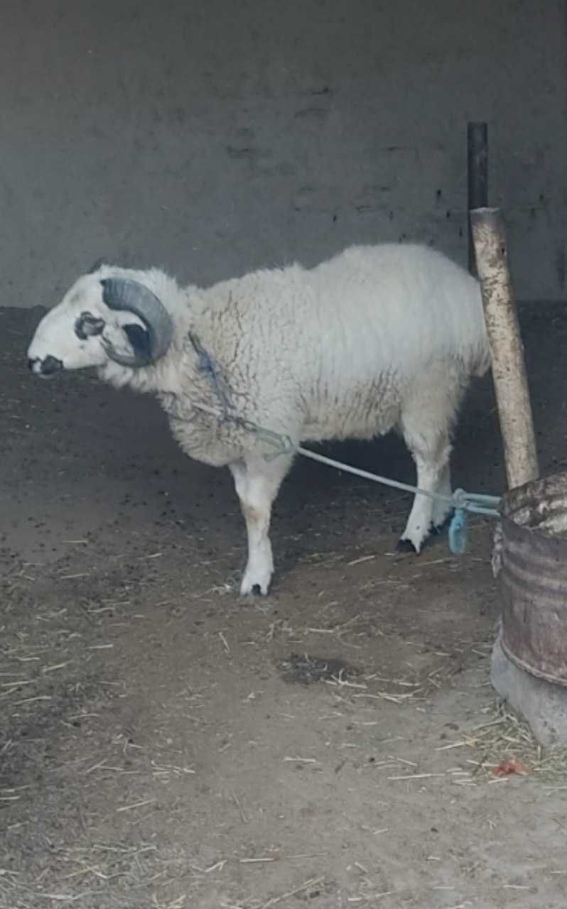 Duragay Oq qo'chqor. Hayitlik, aqiqa va marosimlar uchun zo'r tanlov .