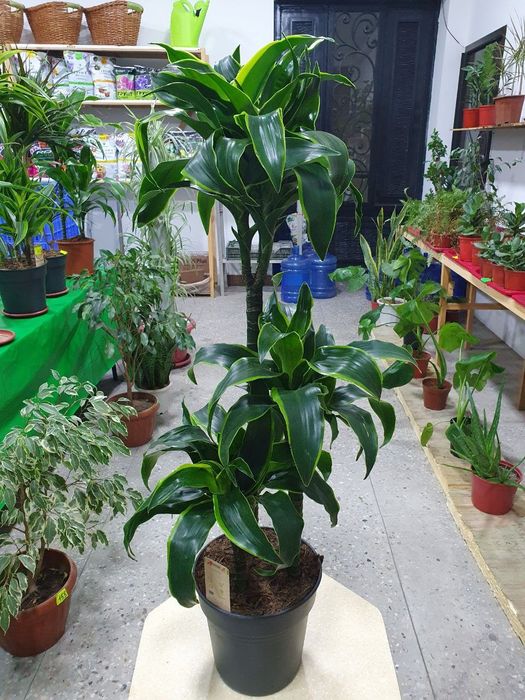 Drasena Dorado [Драцена Дорадо]