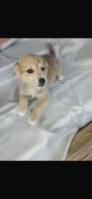 Dau spre adoptie 5 cateluse superbe